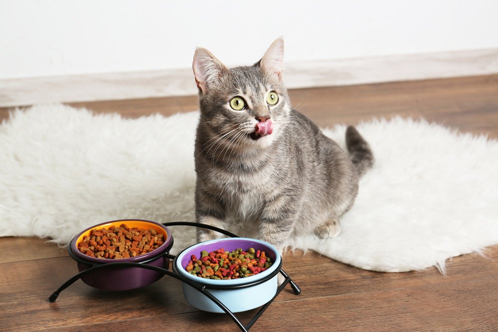 Read more about the article Kedi Maması Seçimi ve Kedi Beslenme Önerileri
