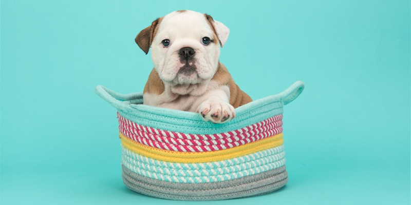 Read more about the article Yavru Köpek Bakımı Nasıl Yapılır? Uzmanından Tavsiyeler!