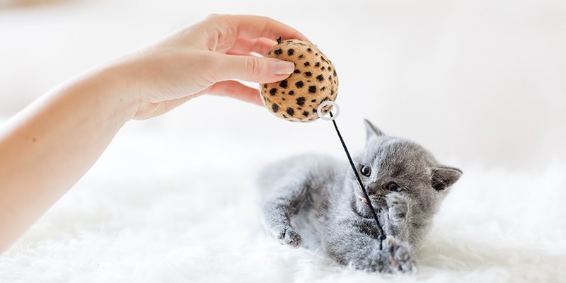 Read more about the article Yavru Kedi Bakımı Nasıl Yapılır? Uzmanından Tavsiyeler!