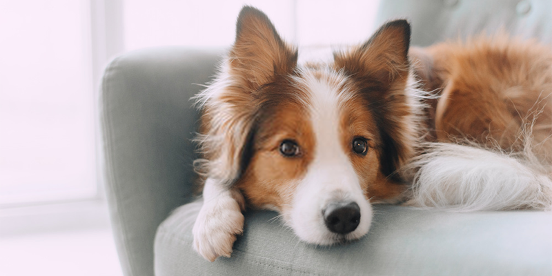 You are currently viewing Deprem Sensörü Köpekler