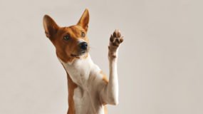 5 Maddede Köpeklerin Özellikleri