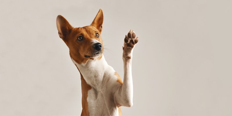 You are currently viewing 5 Maddede Köpeklerin Özellikleri