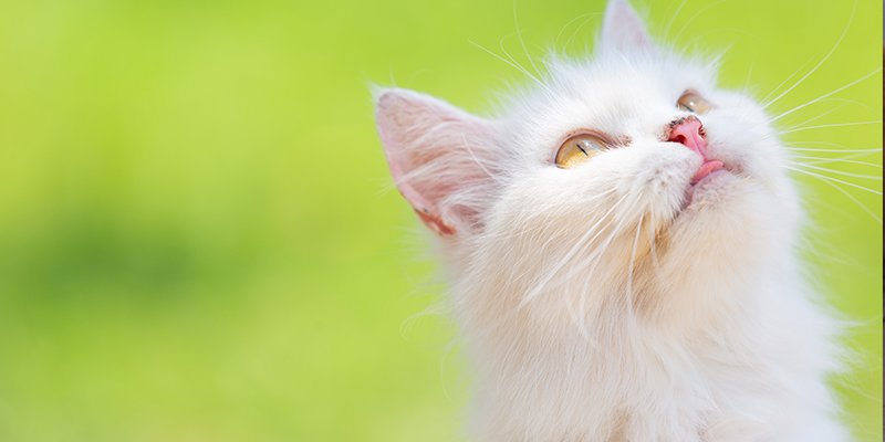 Read more about the article Beyaz Kedi Cinsleri Nelerdir?