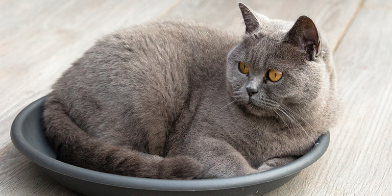 Read more about the article British Shorthair Kedi Cinsi ve Özellikleri