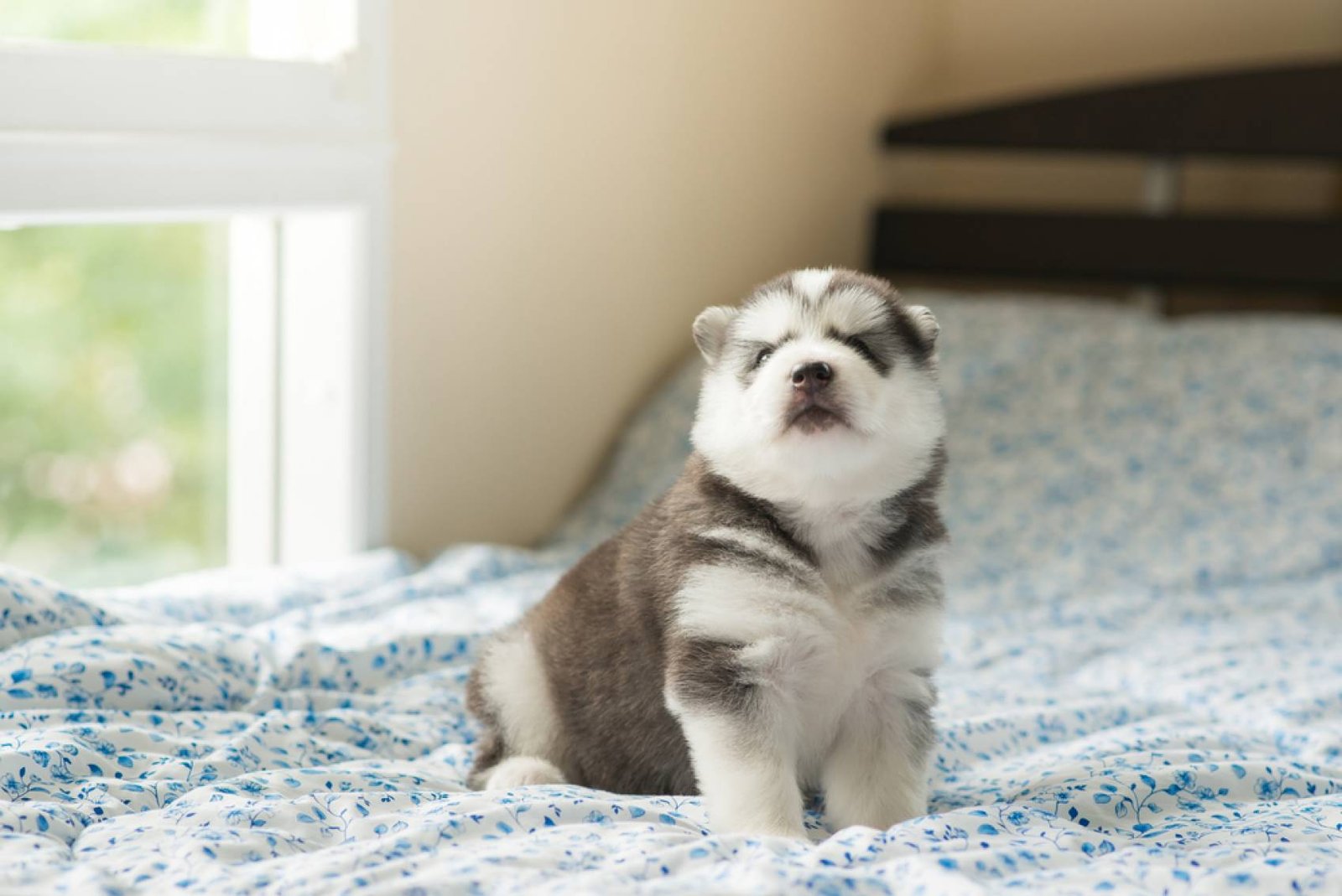 Read more about the article Yavru köpekler Eve Nasıl Alıştırılır?
