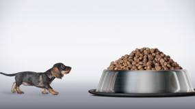 Ev Yapımı Köpek Maması Nasıl Yapılır?