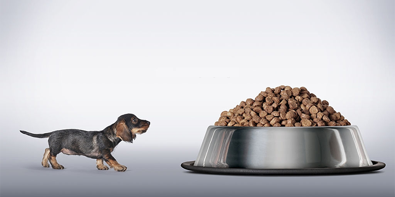 Read more about the article Ev Yapımı Köpek Maması Nasıl Yapılır?