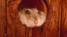 Hamsterlar Hakkında Her Şey