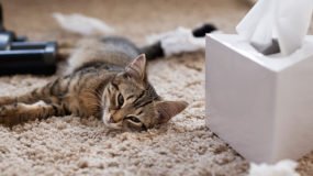 Kedi Alerjisi Belirtileri Nelerdir?