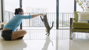 Kedi Bakıcılığı Yaparak Para Kazanmak