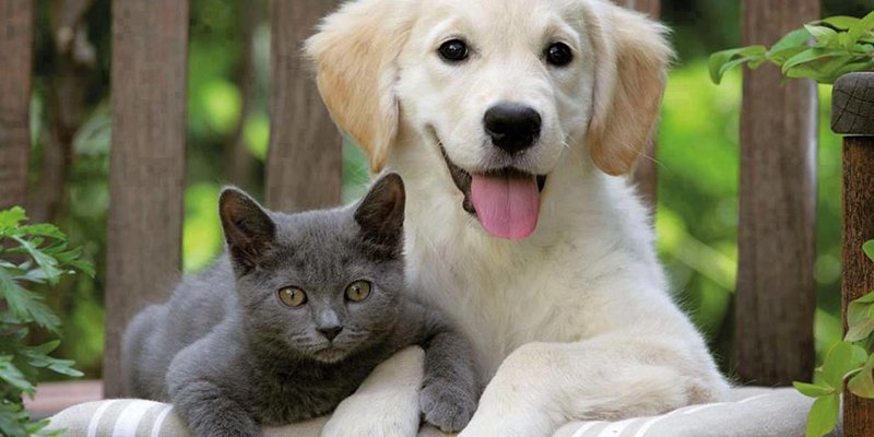 Read more about the article Kedi ve Köpek Birbirine Nasıl Alıştırılır?