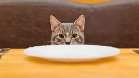 Kedi Maması Seçerken Nelere Dikkat Edilmeli?