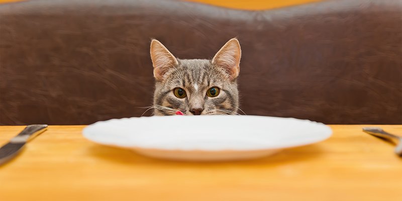 You are currently viewing Kedi Maması Seçerken Nelere Dikkat Edilmeli?