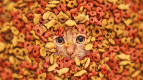 5 Pratik Tarifle Evde Kedi Maması Yapımı
