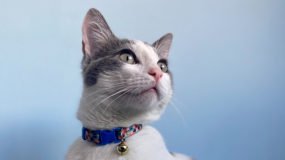 Kedi Pire Tasması Nedir, Nasıl Kullanılır?