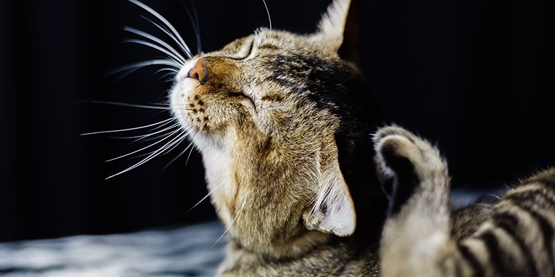 You are currently viewing Kedi Piresi İnsana Geçer mi?