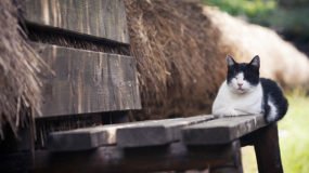 Kedi Sahiplenme Hakkında Bilinmesi Gerekenler
