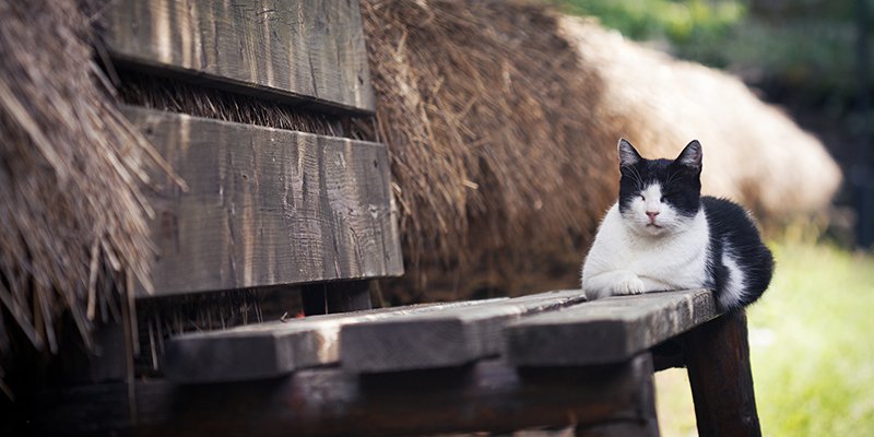 Read more about the article Kedi Sahiplenme Hakkında Bilinmesi Gerekenler