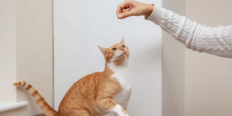 You are currently viewing Kedilerde Beslenmenin Vazgeçilmezi: Kedi Vitamini