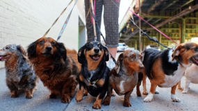 Köpek Bakıcılığı Yaparak Para Kazanın!