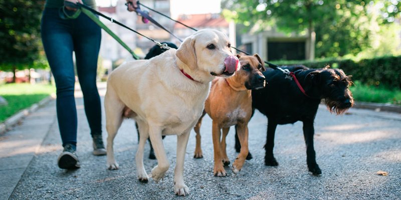 You are currently viewing Köpek Gezdirerek Para Kazanmak