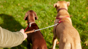 Köpek Gezdirme Hizmeti Hakkında Bilinmesi Gerekenler