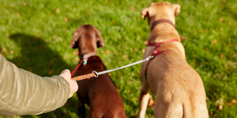 You are currently viewing Köpek Gezdirme Hizmeti Hakkında Bilinmesi Gerekenler