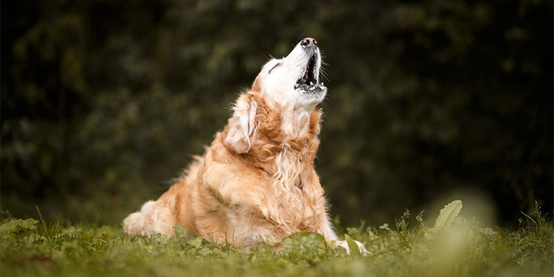 Read more about the article Köpek Havlaması Ne Anlama Geliyor?