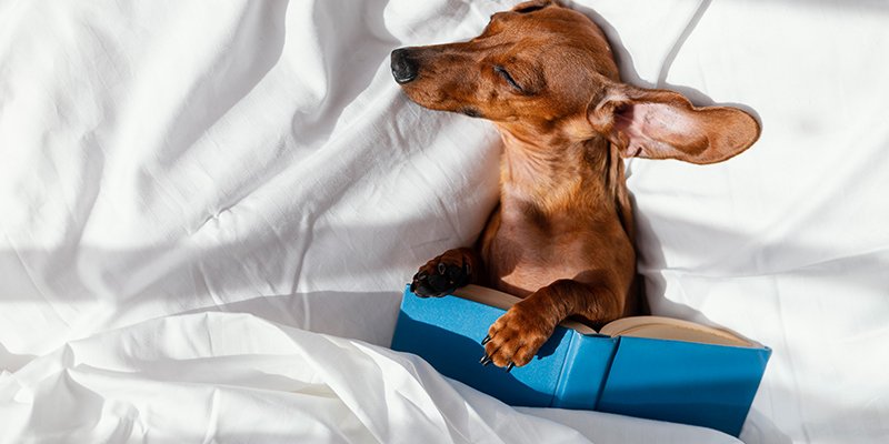 Read more about the article Köpek Oteli Nedir, Neden Kullanılır?