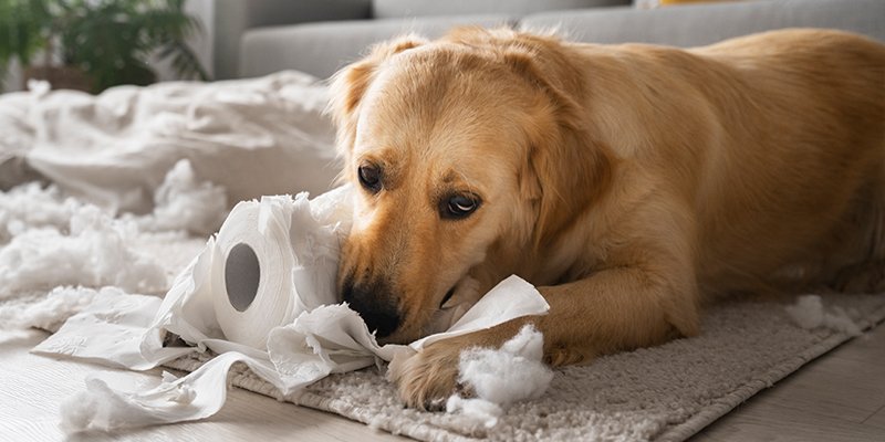 You are currently viewing Köpeklerde İshal Hakkında Her Şey