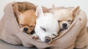Küçük Köpek Cinsleri Nelerdir?