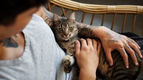 Pet Sahiplenirken Bilinmesi Gerekenler