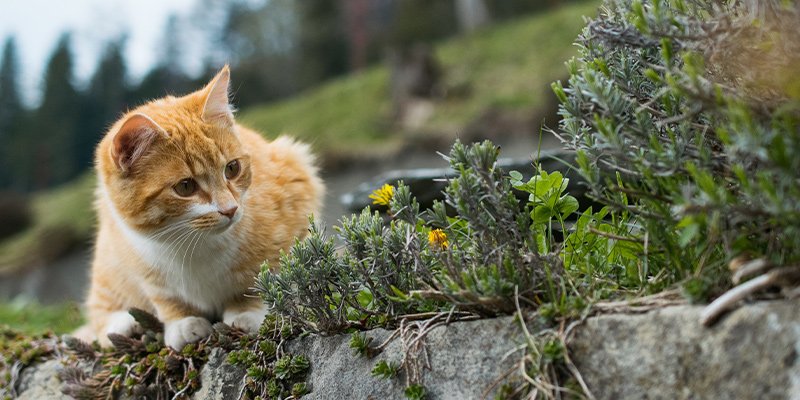 Read more about the article Kedi – Köpekler İçin Yaz Tehlikesi: Pisipisi Otu