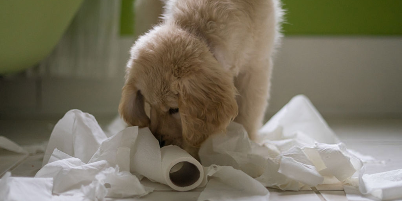 You are currently viewing Yavru Köpek Tuvalet Eğitimi Nasıl Olmalı?